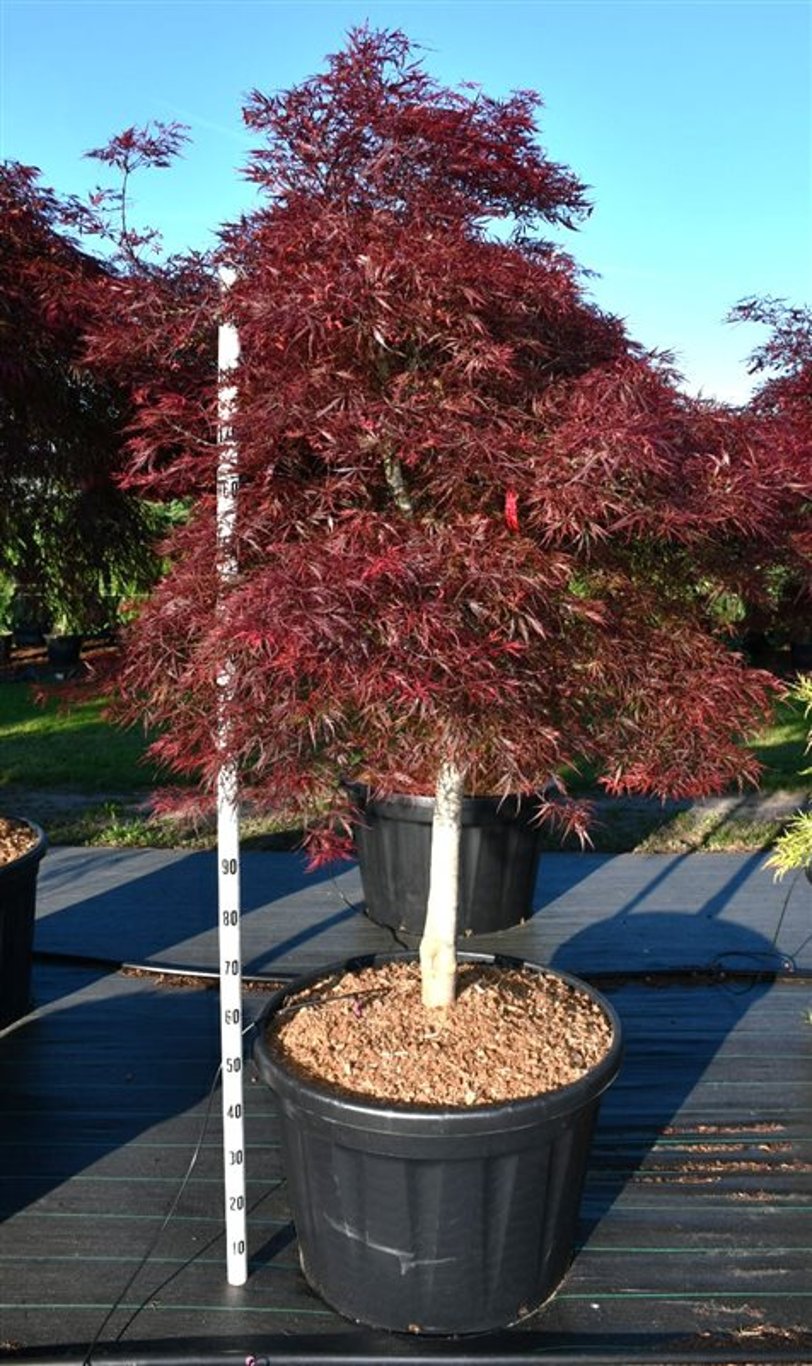 Acer pal. 'Stella Rossa' - 100 CM Stem Cont.